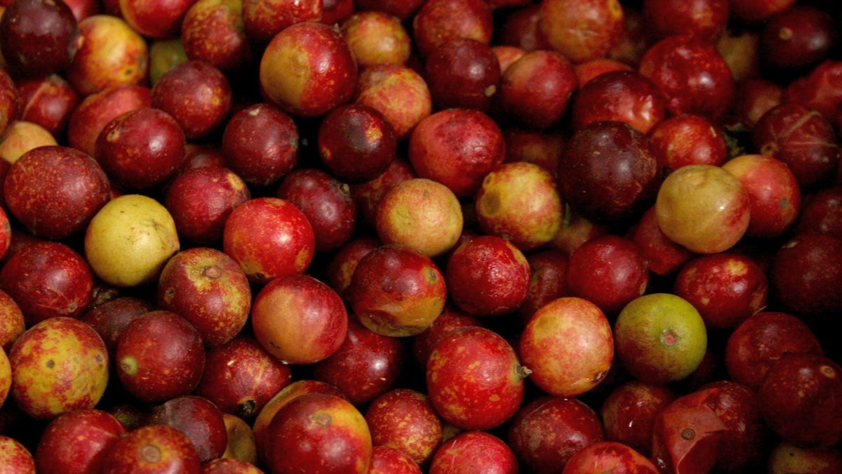 El camu camu liofilizado: beneficios respaldados por la ciencia